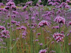 -杭州城北体育公园