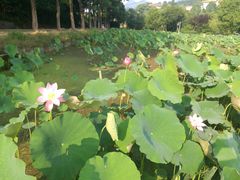 -韶山毛泽东同志故居