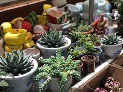 -双季花艺园艺市场(浦东店)