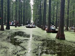-渌洋湖湿地公园