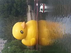 大黄鸭-沈阳南湖公园