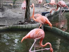 -清迈夜间动物园