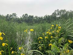 -大兴滨河森林公园