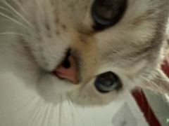 -纳吉亚猫专科动物诊疗中心(蒋宅口分院)