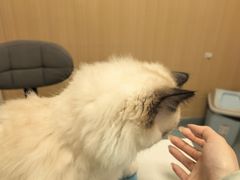 -瑞派·关忠动物医院·猫专科·犬专科(三环新城店)