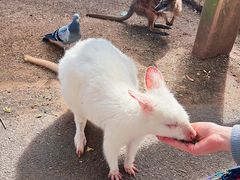 -费瑟代尔野生动物园