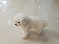 -翊宠yipet猫狗购宠庄园犬舍•猫舍