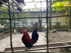 -瑞丽独树成林风景区