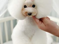 -鑫艺宠物美容培训学校