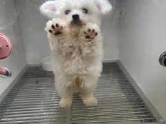 -萌宠之家·腊肠犬·马尔泰·小体犬舍