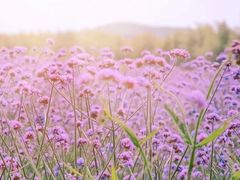 -北纬44度·金珠花海休闲农业旅游景区