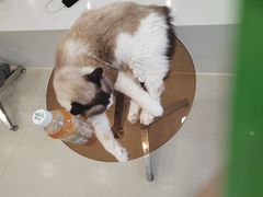 -共舞时光猫咖·狗咖(新街口店)