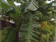 -云溪植物园