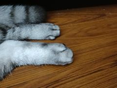 -爱侣宠医·鹦鹉专科·小型哺乳类·异宠专科(灵石路店)