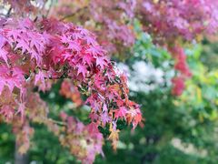-花开海上生态园
