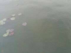 -莲湖公园