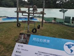 -西霞口神雕山野生动物世界