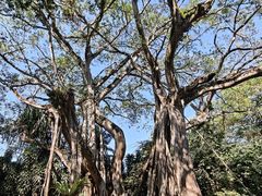 -瑞丽独树成林风景区