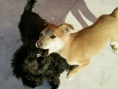 -多卡布奇宠物生活馆(上林世家店)