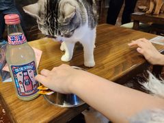 -猫猫幼稚园·撸猫·桌游·电玩