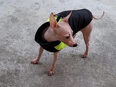 -大财·DA CAI花园餐厅.草坪婚礼.团建会议.围炉煮茶.求婚派对(三圣乡店)