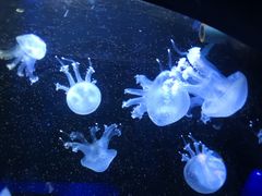 -青岛海底世界-水族馆