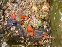 -火咂咂竹筒宴(告庄店)