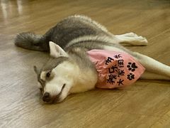 -Husky Go! 哈士奇体验馆·宠物咖啡厅狗咖