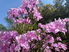 -上海滨江森林公园