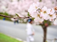 -顾村公园