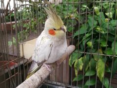 -more than meow吴止猫主题餐厅(承德 中船汇店)