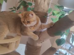 -唐小姐の私宠·宠物洗护美容·撸猫馆·购宠(周浦万达旗舰店)