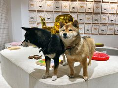-柴务处·柴犬主题狗咖