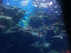 -暹罗海洋世界