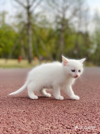 #萌宠-小馒头成长记#