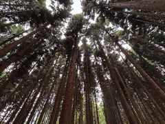 -武陵山森林公园