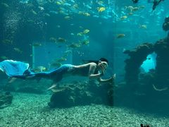 -涛·海底餐厅·美人鱼·自助餐·海底隧道(三亚海棠湾洲际度假酒店)