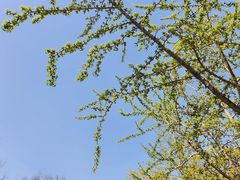 -八大关景区