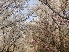 -樱花山风景区