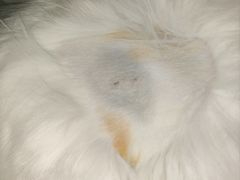 -凯特喵百思猫专科医院