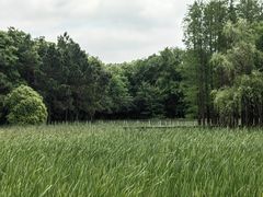 -长广溪湿地公园