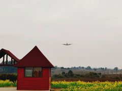 -空港花田景区
