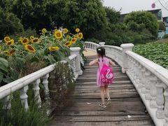 -百万葵园