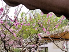 -玫瑰庄园·自助烧烤·烤全羊·团建拓展(龙泉山店)