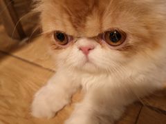 -Cappucimeow猫咪咖啡馆(韦伯时代店)