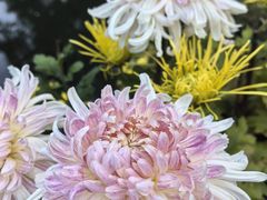 -杭州植物园