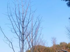 -昆山城市生态森林公园