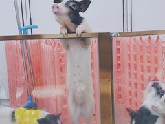 -猪盟咖啡店(玖洲道店)