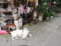 -金田水族花卉市场(银庄大厦店)