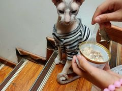 -猫小院猫主题餐厅(南锣旗舰店)
